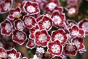 2025-06138949 Tower Hill Botanic Garden, MA